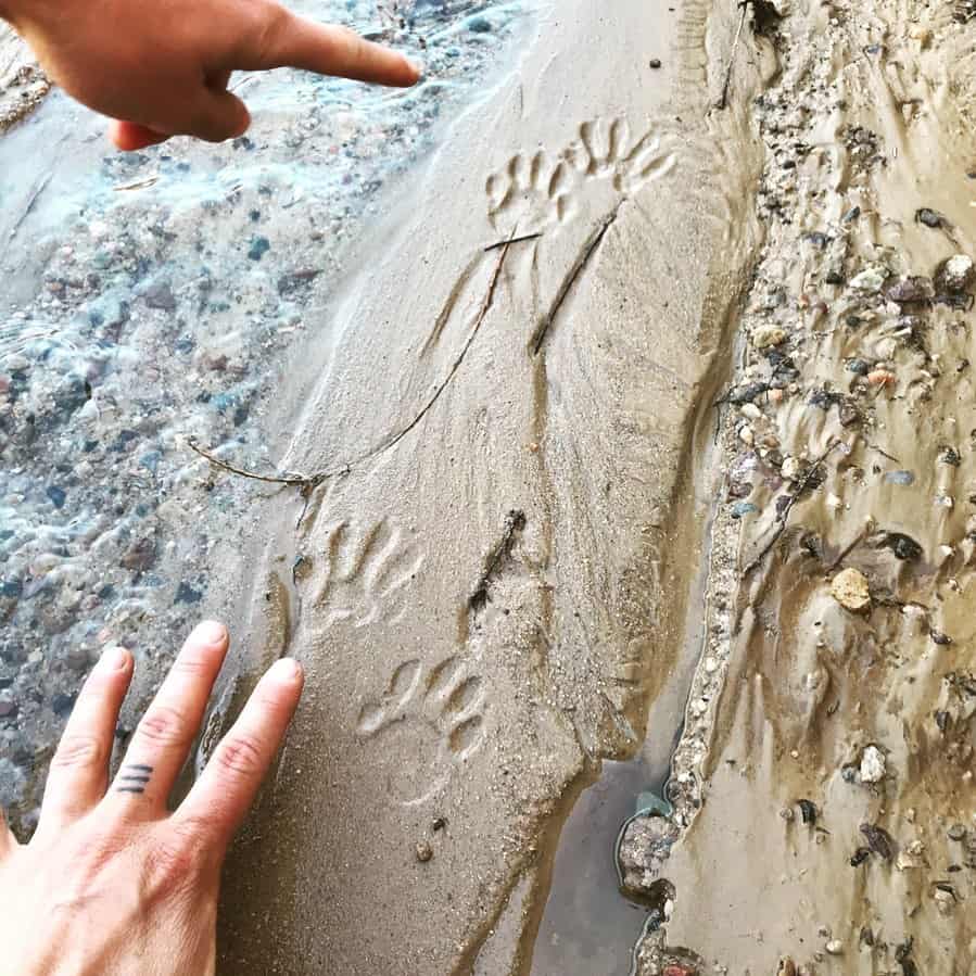 Spring tracks