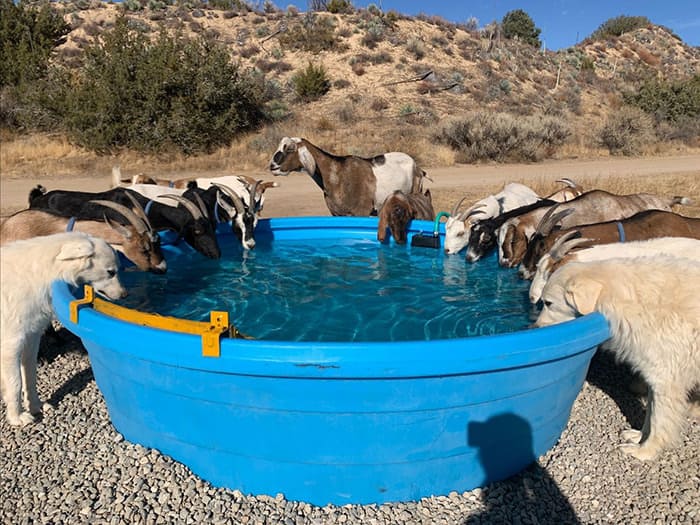 Goat Herd - Quail Springs